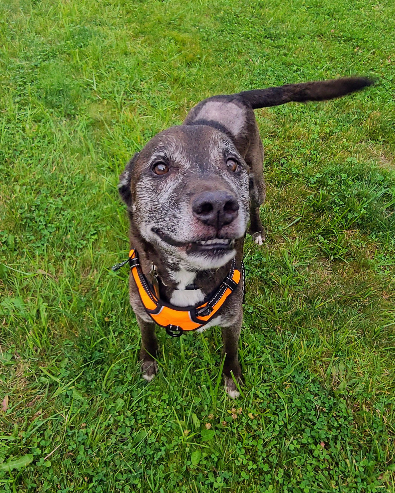 Davey, an adoptable Mixed Breed in Shelburne, VT, 05482 | Photo Image 1