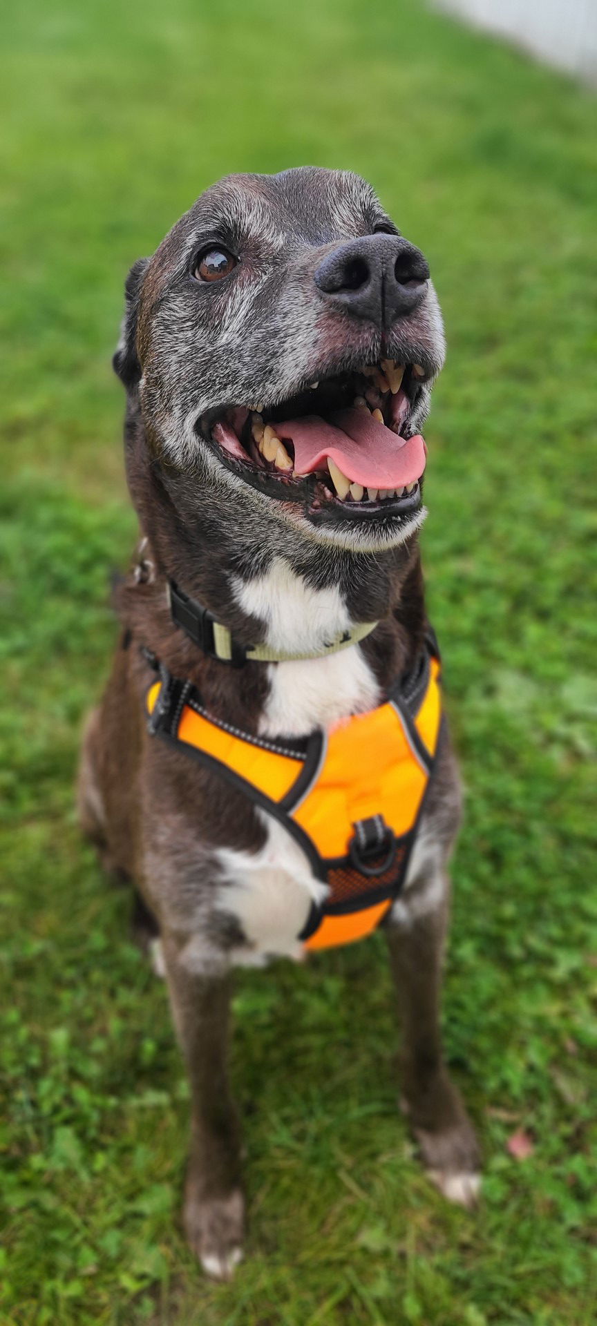 Davey, an adoptable Mixed Breed in Shelburne, VT, 05482 | Photo Image 2
