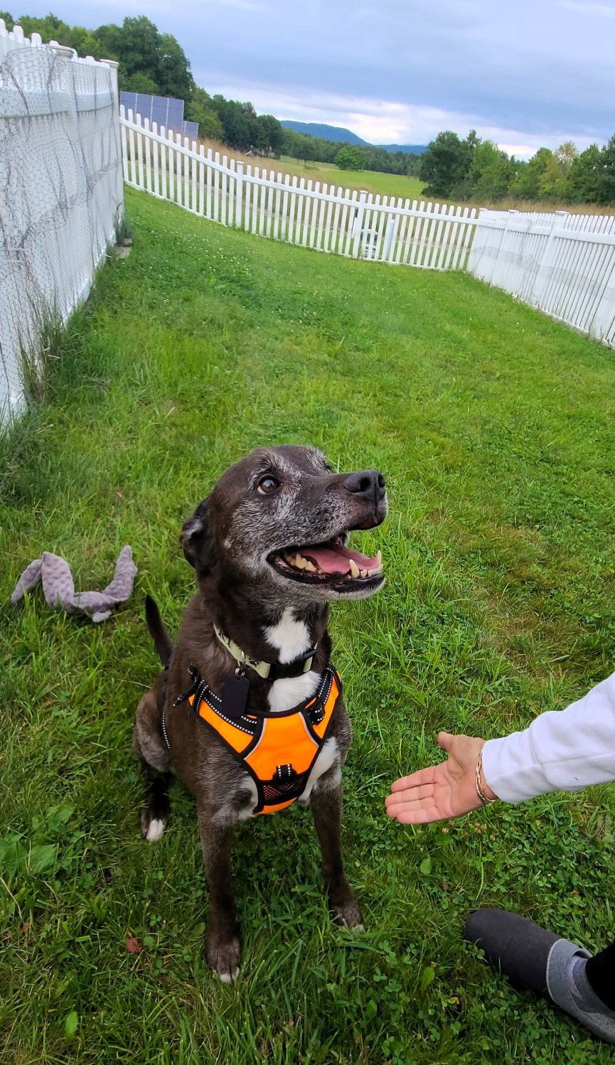 Davey, an adoptable Mixed Breed in Shelburne, VT, 05482 | Photo Image 3