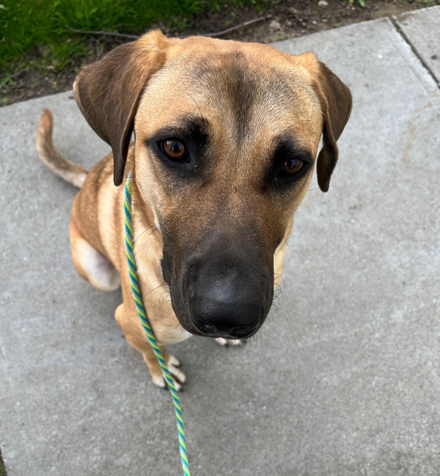 Ozzy, an adoptable Mixed Breed in Shelburne, VT, 05482 | Photo Image 1