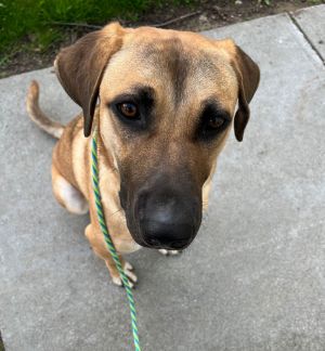 Ozzy, Adult Male Mixed Breed
