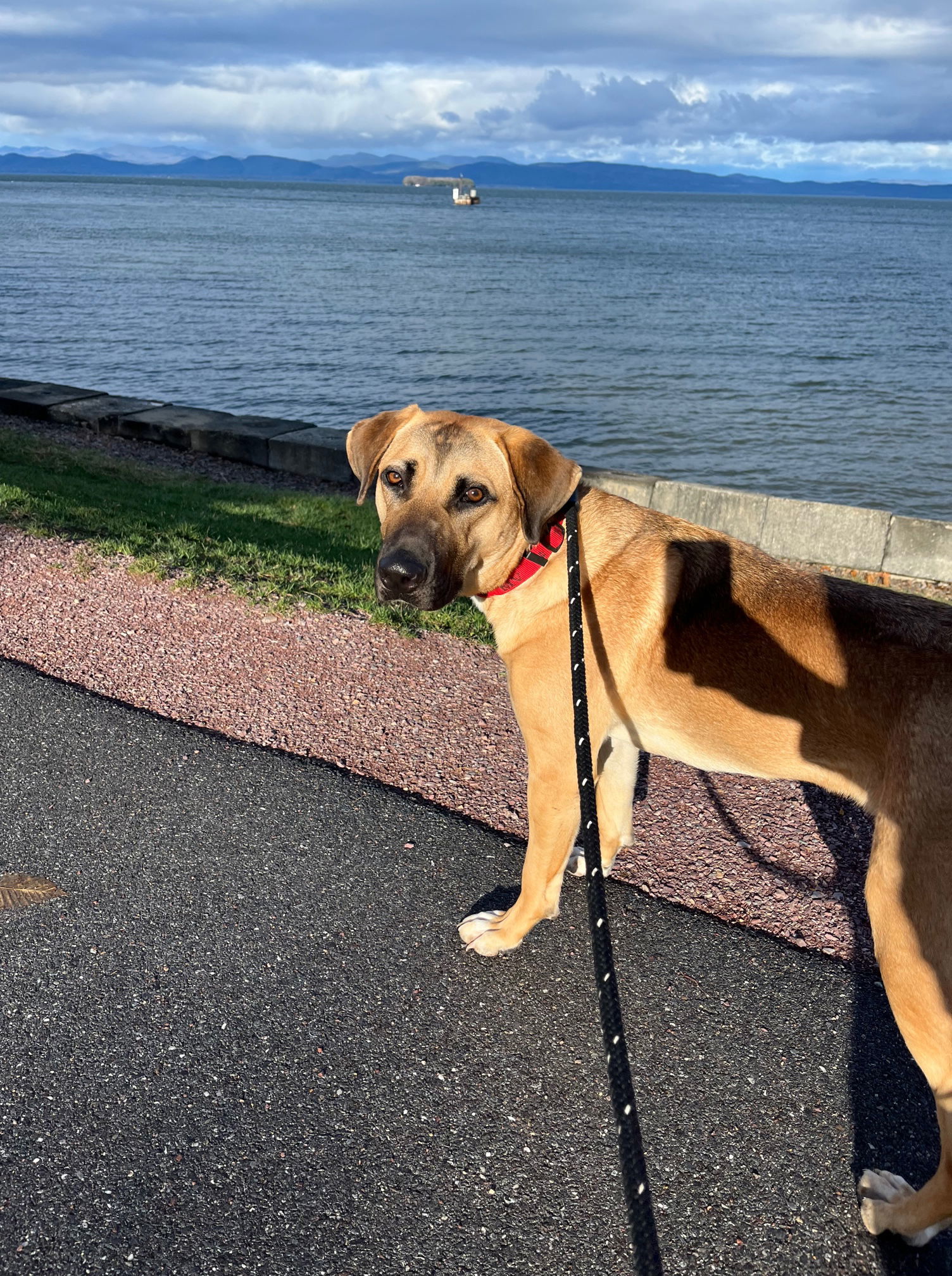 Ozzy, an adoptable Mixed Breed in Shelburne, VT, 05482 | Photo Image 2