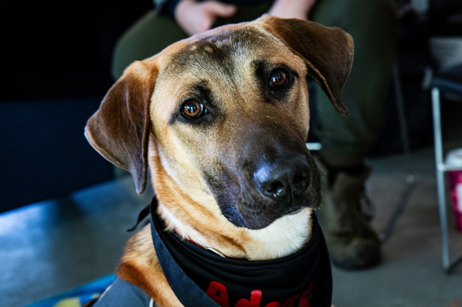 Ozzy, an adoptable Mixed Breed in Shelburne, VT, 05482 | Photo Image 3