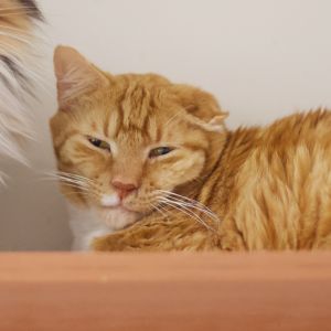 Lenny, Adult Male Domestic Short Hair