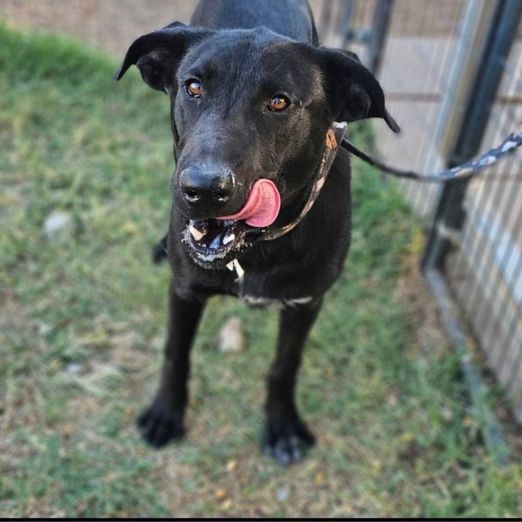 Jake, an adoptable Black Labrador Retriever, Mixed Breed in Goltry, OK, 73739 | Photo Image 1