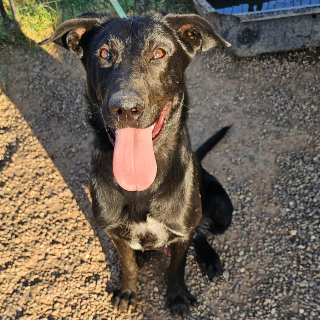 Jake, an adoptable Black Labrador Retriever, Mixed Breed in Goltry, OK, 73739 | Photo Image 2