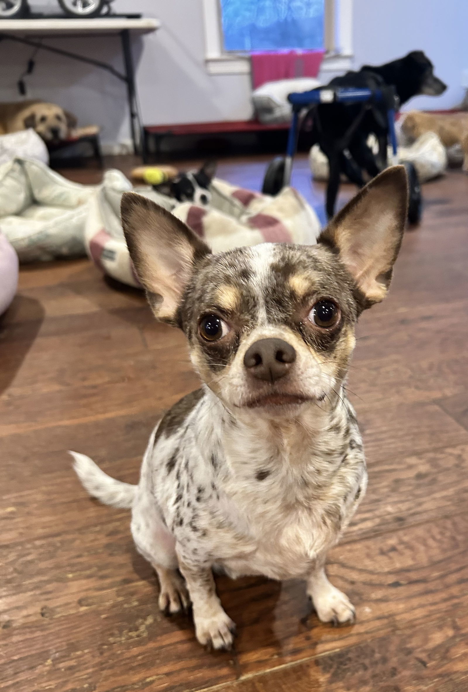 Dougie
