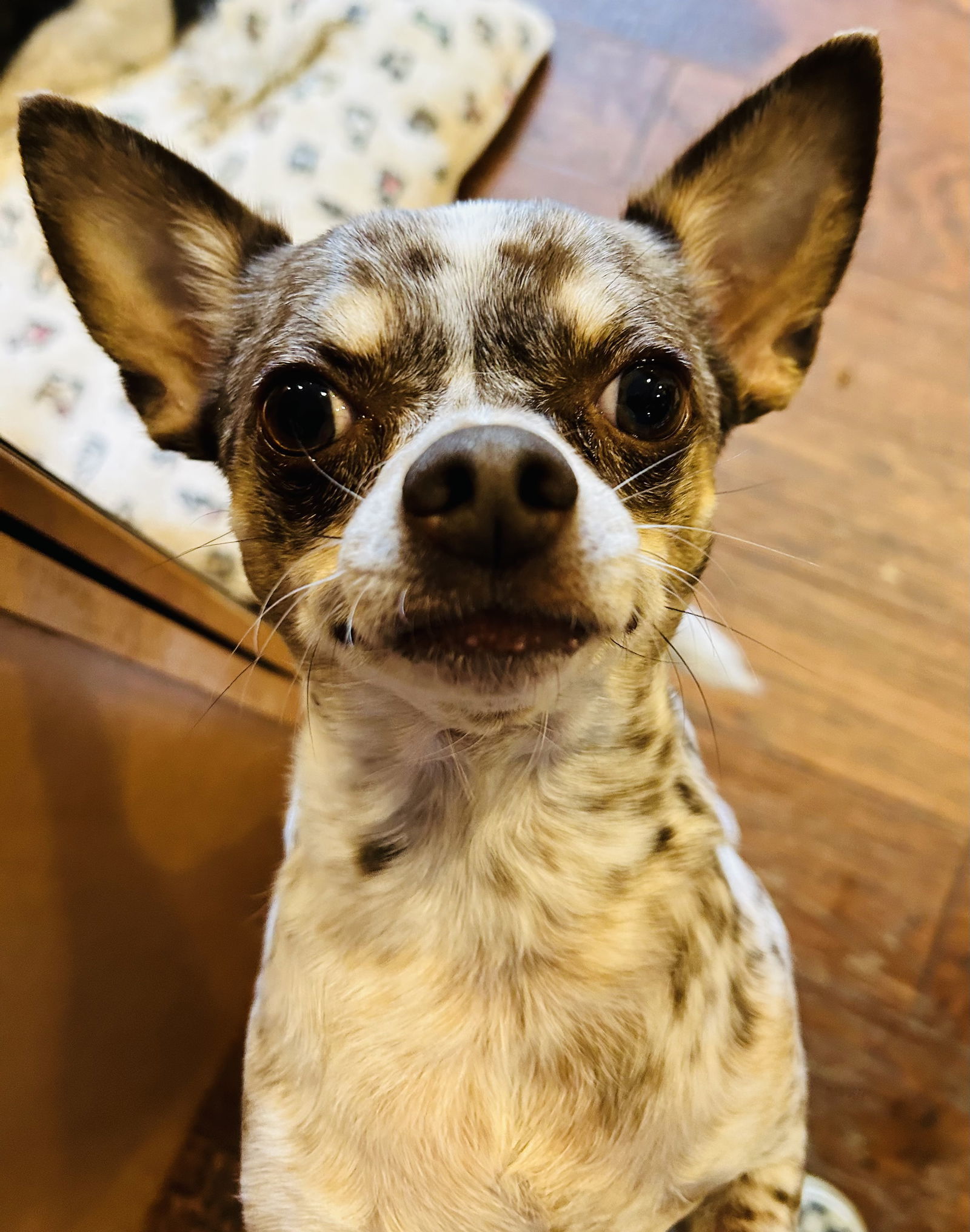 Dougie