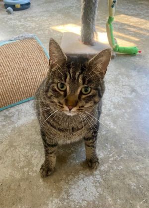 Tiki, Young Female Domestic Short Hair