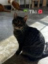 Tiki photo 6