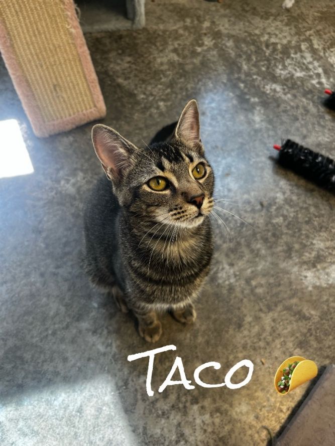 Taco