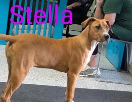 Stella