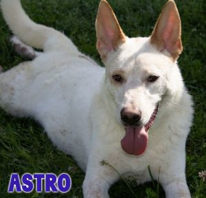 Astro