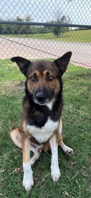 Ichi, Adult Male Shepherd