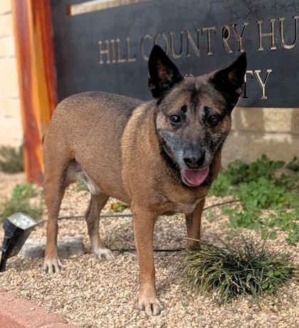 Charles, an adoptable Mixed Breed in Buchanan Dam, TX, 78609 | Photo Image 1