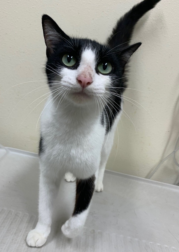 Mosaic "Momo, an adoptable Domestic Short Hair in Ladysmith, WI, 54848 | Photo Image 1
