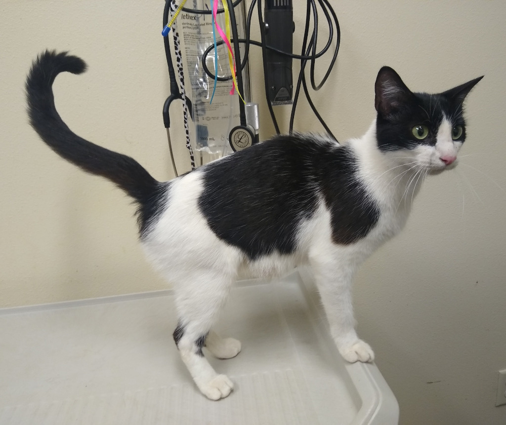 Mosaic "Momo, an adoptable Domestic Short Hair in Ladysmith, WI, 54848 | Photo Image 2