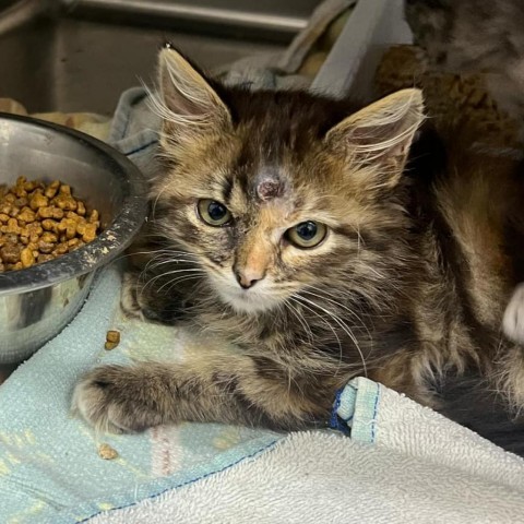 Coco, an adoptable Domestic Medium Hair in Garden City, KS, 67846 | Photo Image 1