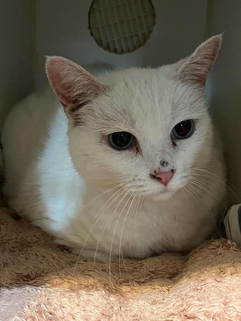 Paws, an adoptable Domestic Short Hair in Thompson Falls, MT, 59873 | Photo Image 1