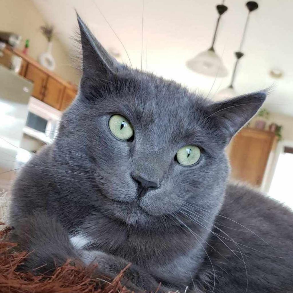 Louie, an adoptable Domestic Short Hair in Rochester, MN, 55903 | Photo Image 1