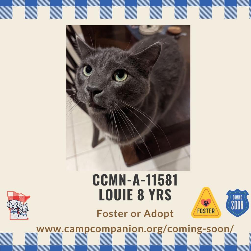 Louie, an adoptable Domestic Short Hair in Rochester, MN, 55903 | Photo Image 2