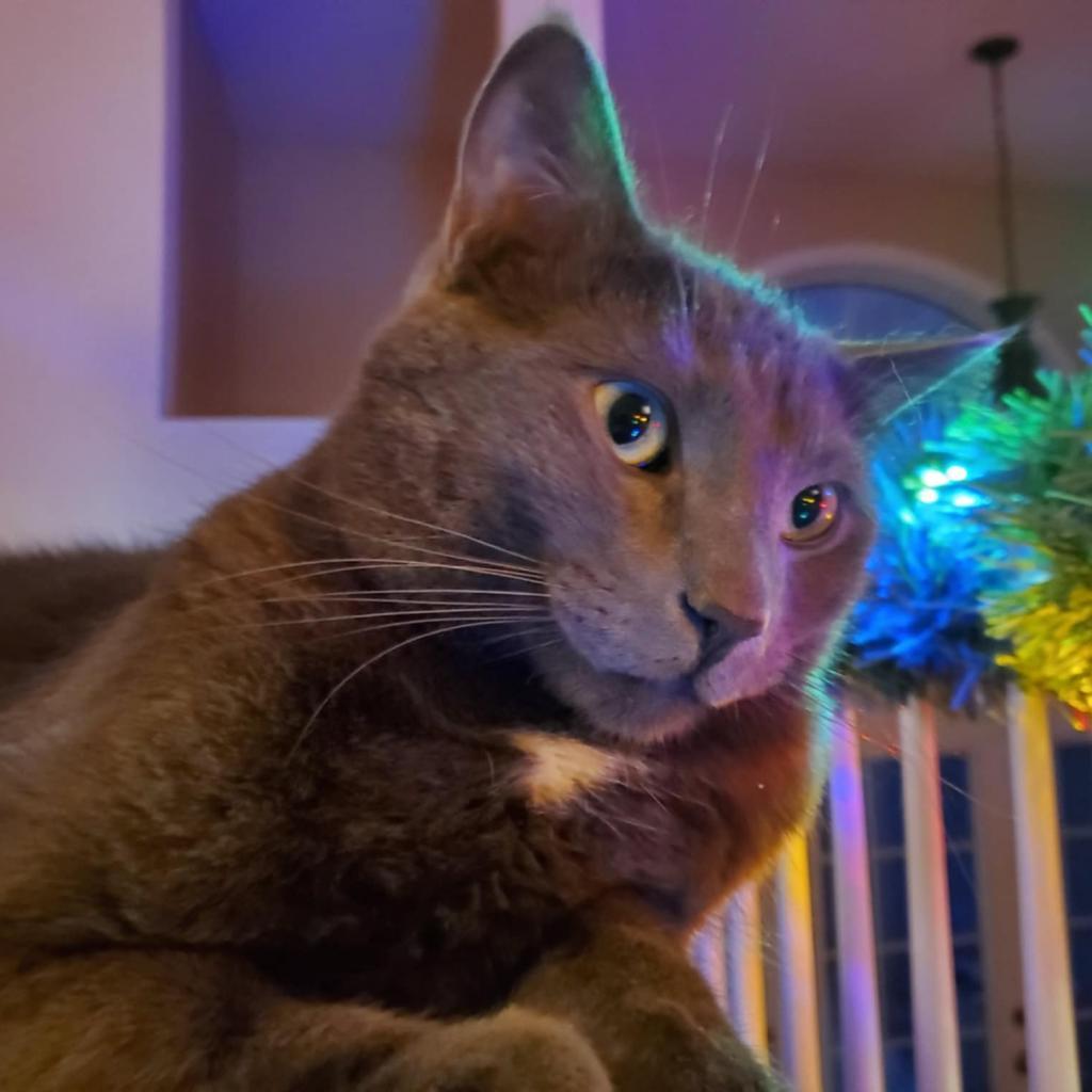 Louie, an adoptable Domestic Short Hair in Rochester, MN, 55903 | Photo Image 3