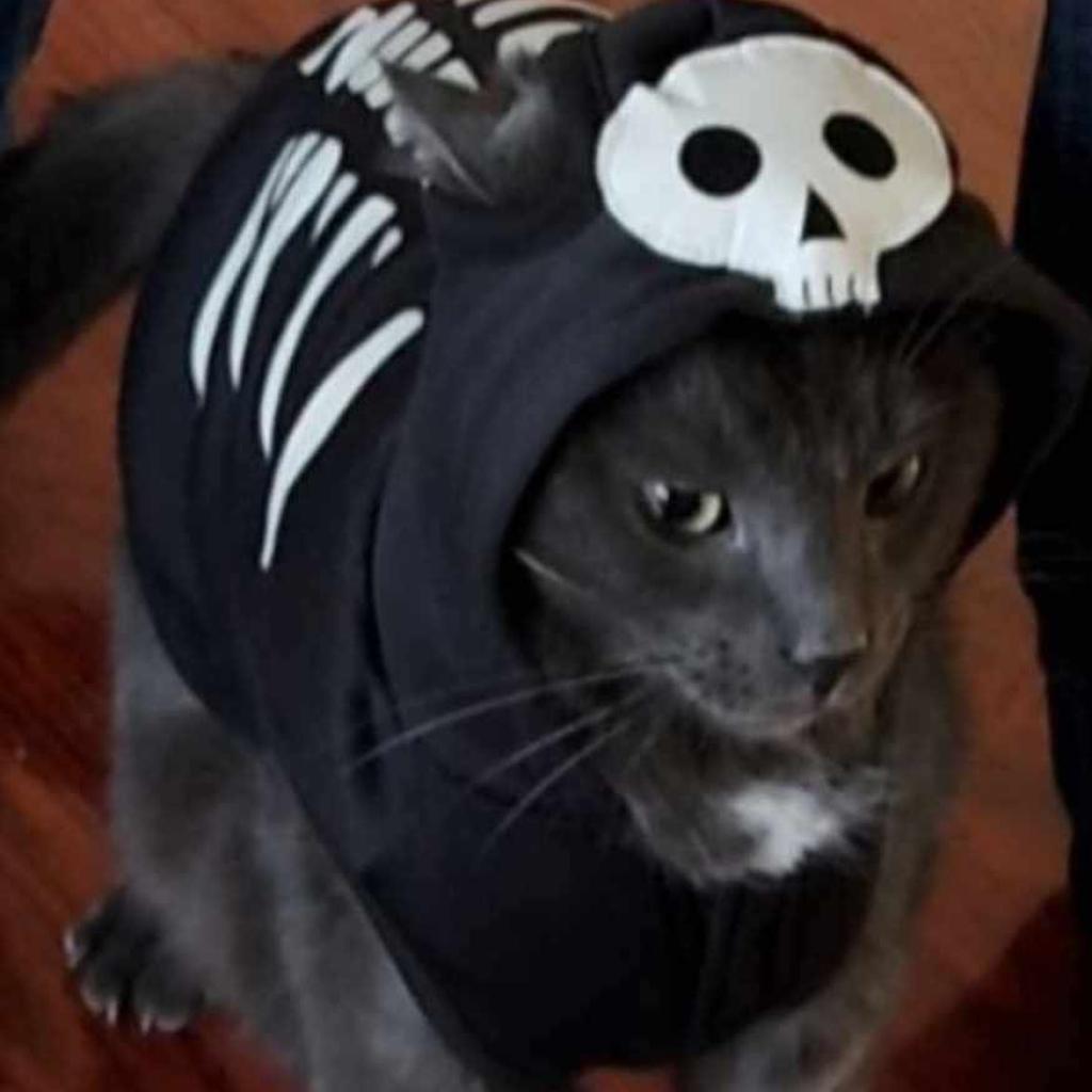 Louie, an adoptable Domestic Short Hair in Rochester, MN, 55903 | Photo Image 4