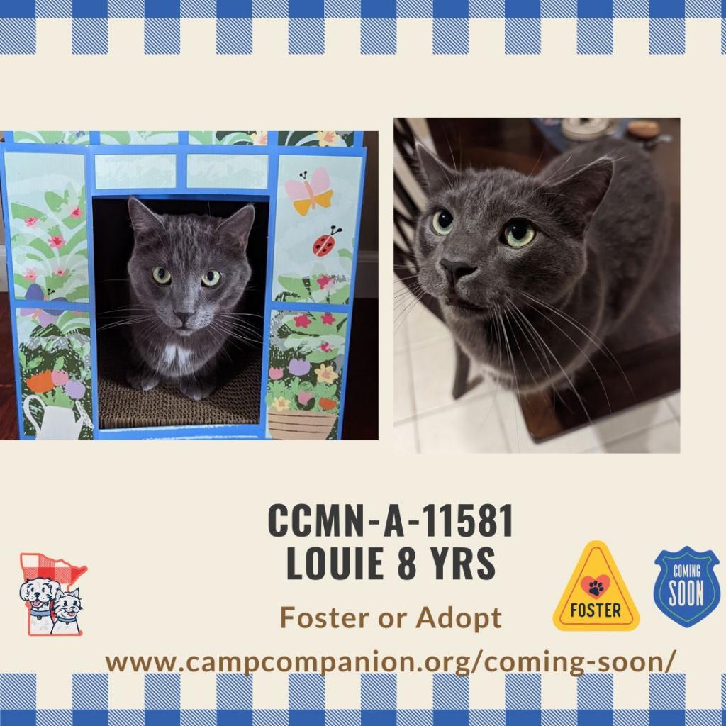 Louie, an adoptable Domestic Short Hair in Rochester, MN, 55903 | Photo Image 5