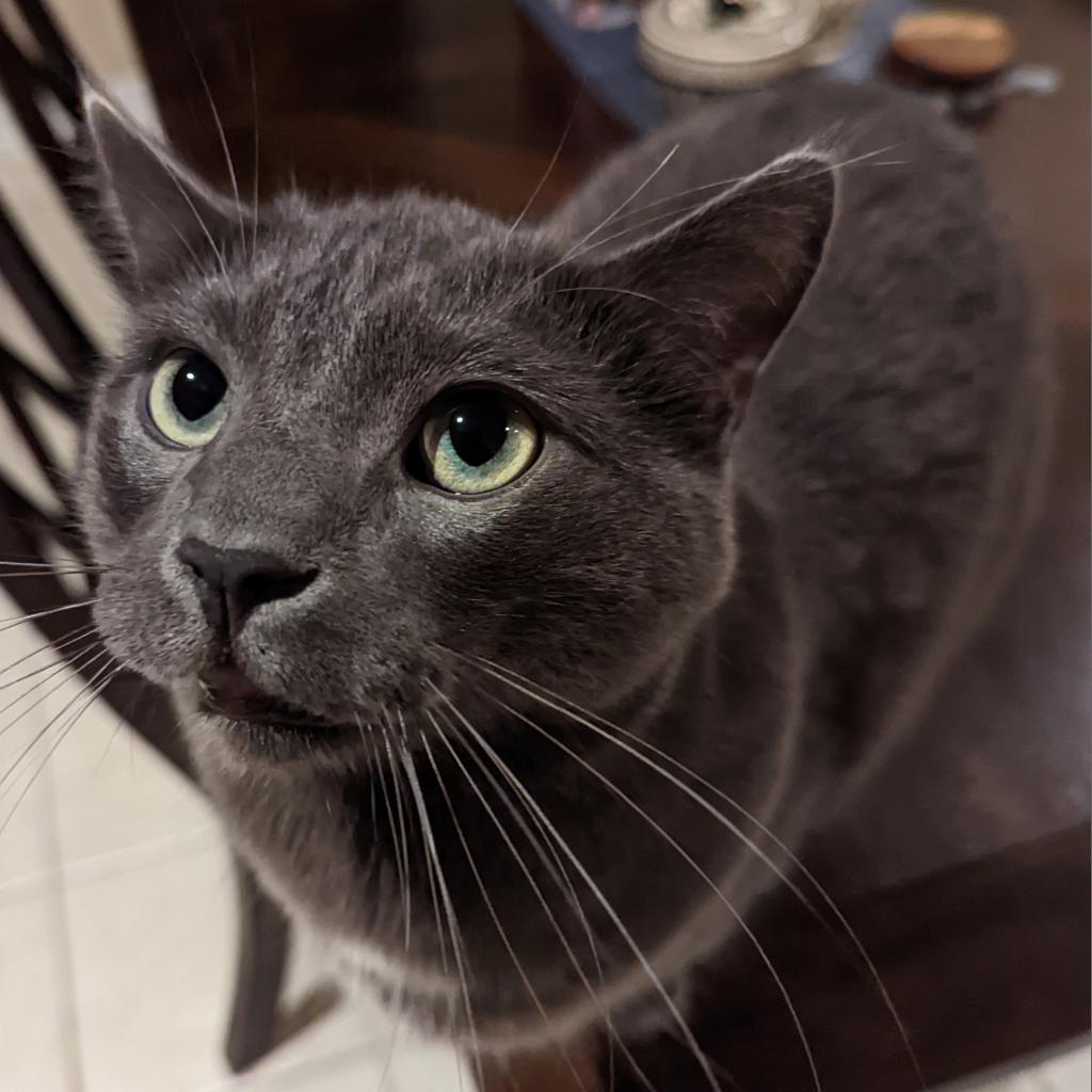 Louie, an adoptable Domestic Short Hair in Rochester, MN, 55903 | Photo Image 6