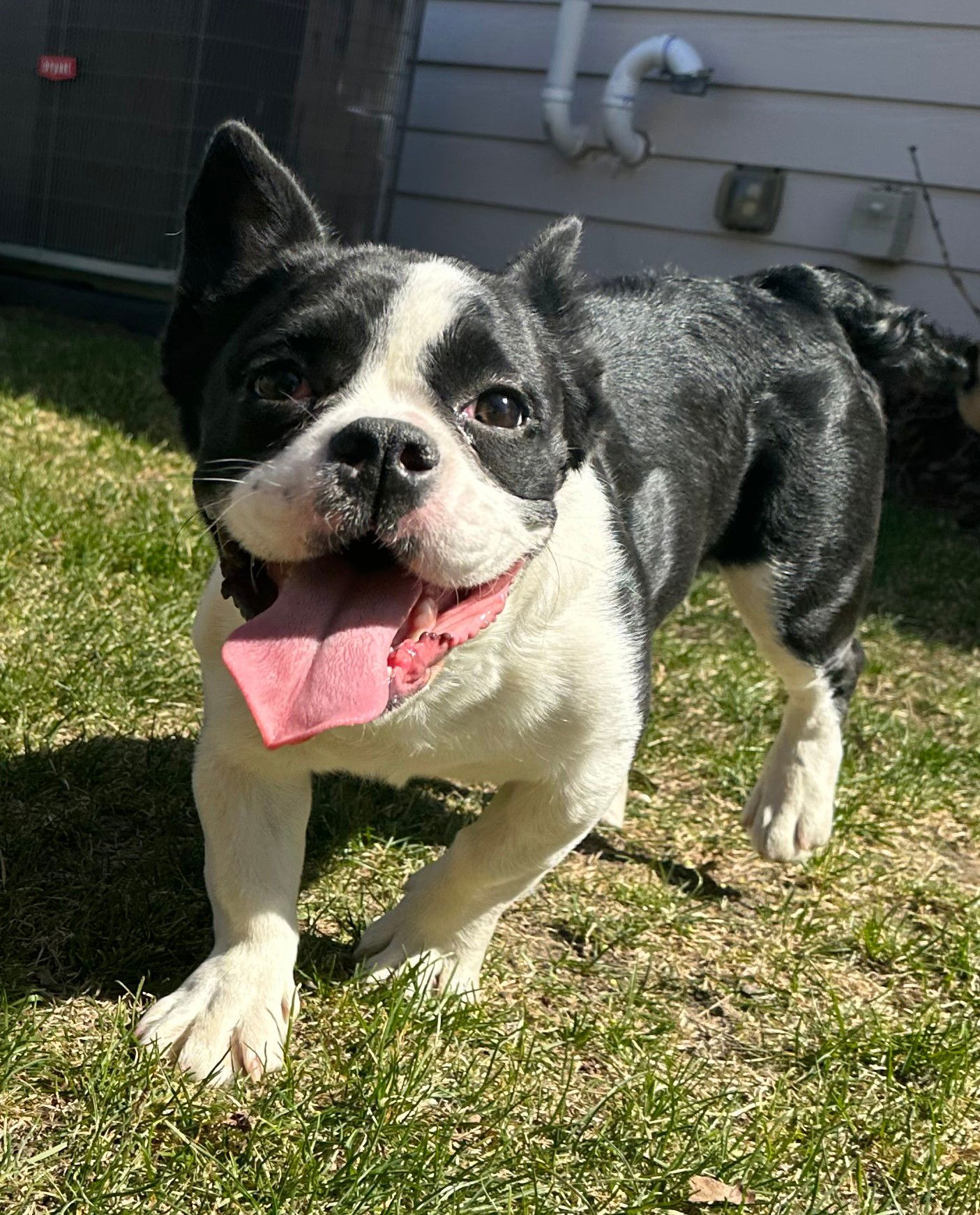 Mya, an adoptable French Bulldog, Boston Terrier in Sioux Falls, SD, 57101 | Photo Image 1