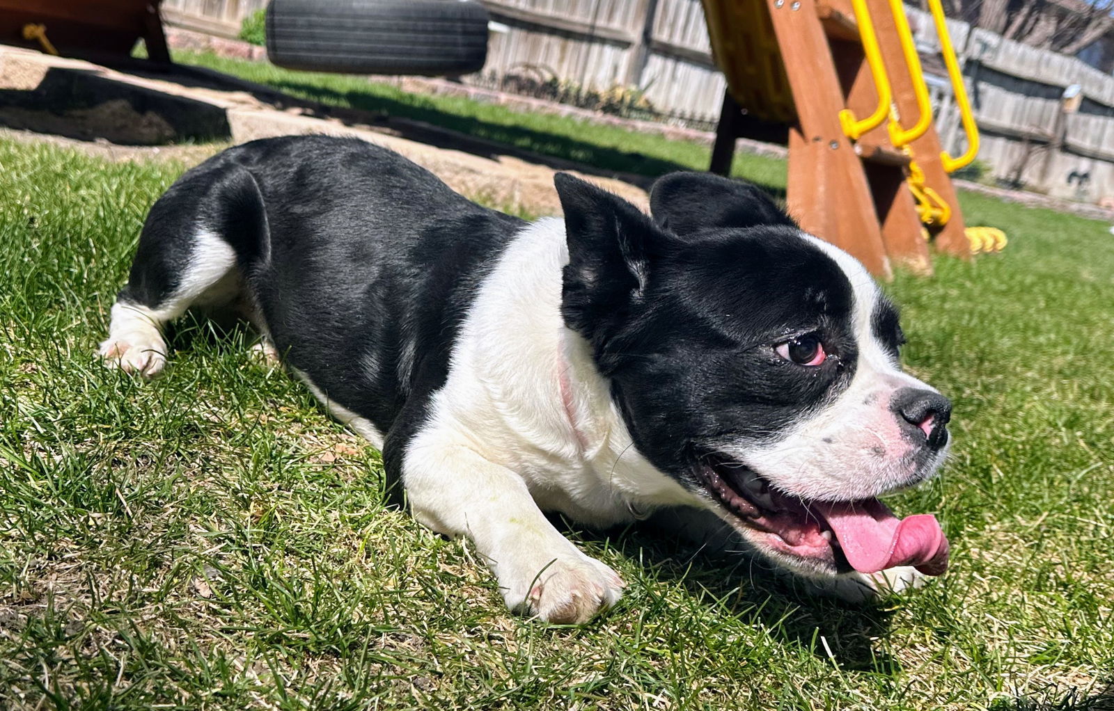 Mya, an adoptable French Bulldog, Boston Terrier in Sioux Falls, SD, 57101 | Photo Image 2