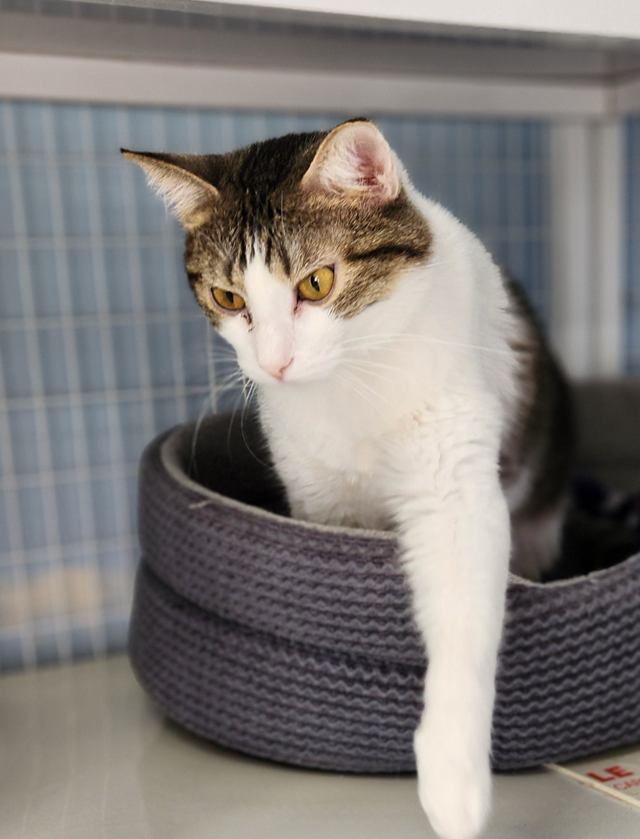 Purrtricia, an adoptable Domestic Short Hair in De Soto, IA, 50069 | Photo Image 2