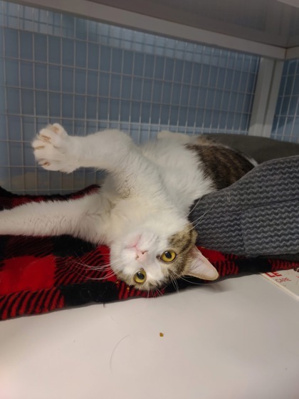 Purrtricia, an adoptable Domestic Short Hair in De Soto, IA, 50069 | Photo Image 3