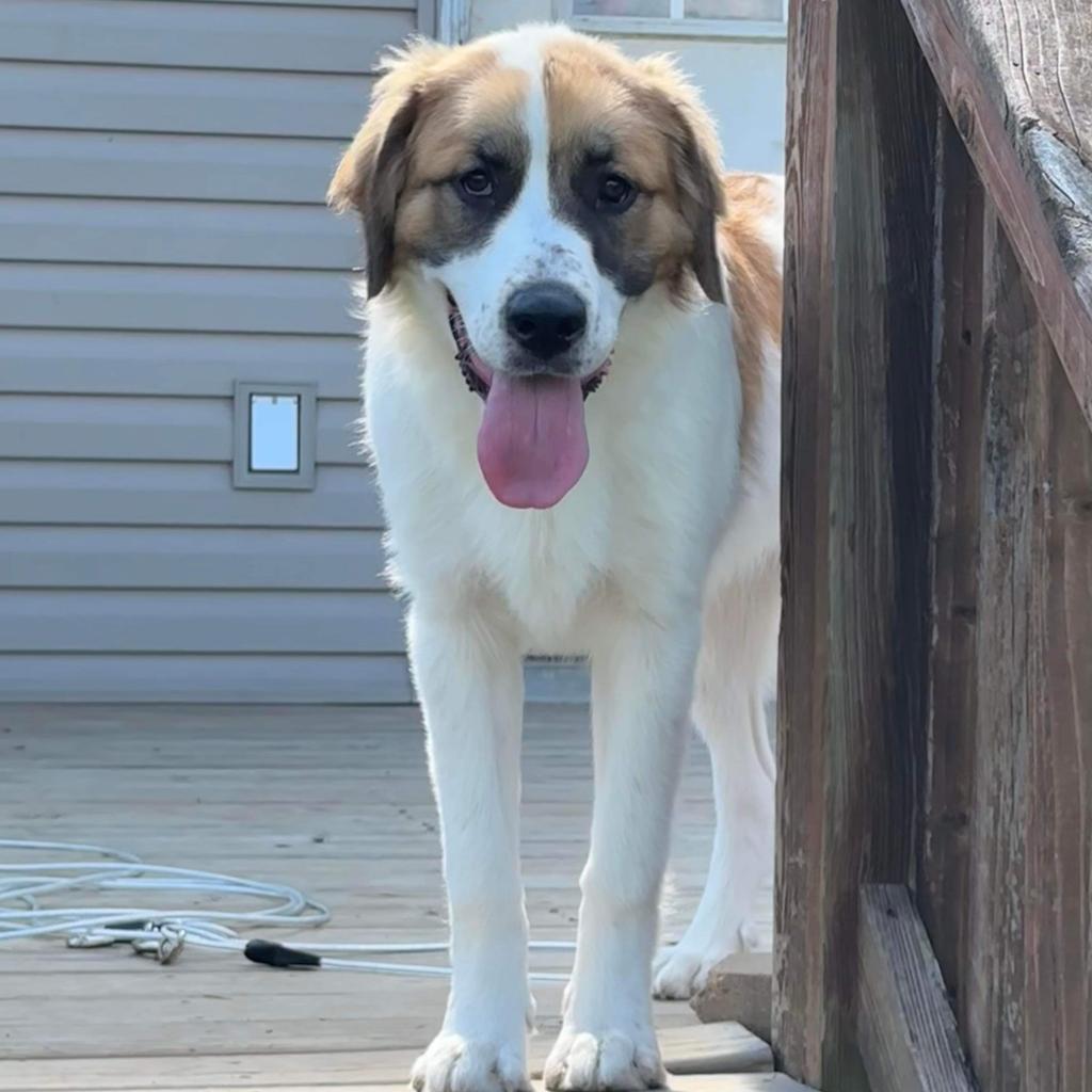 Kali