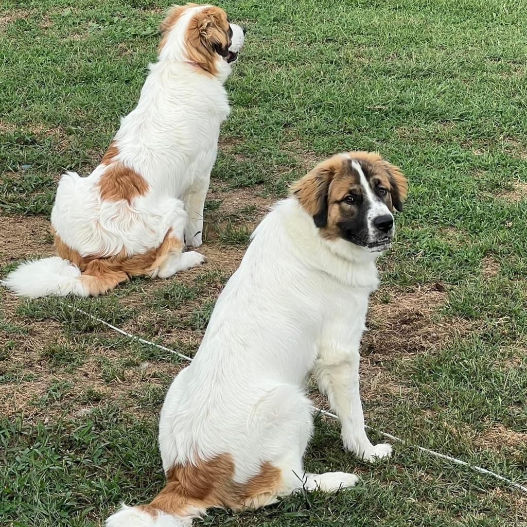 Kali