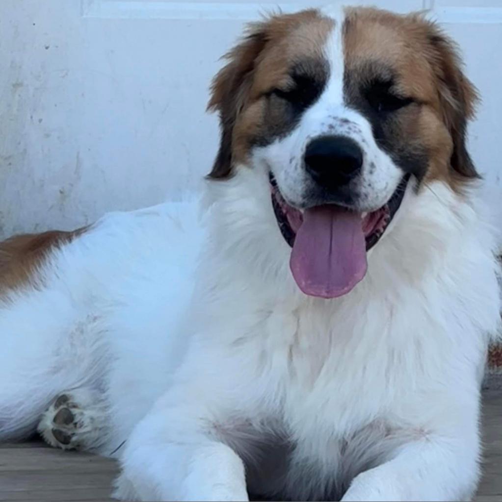 Kali