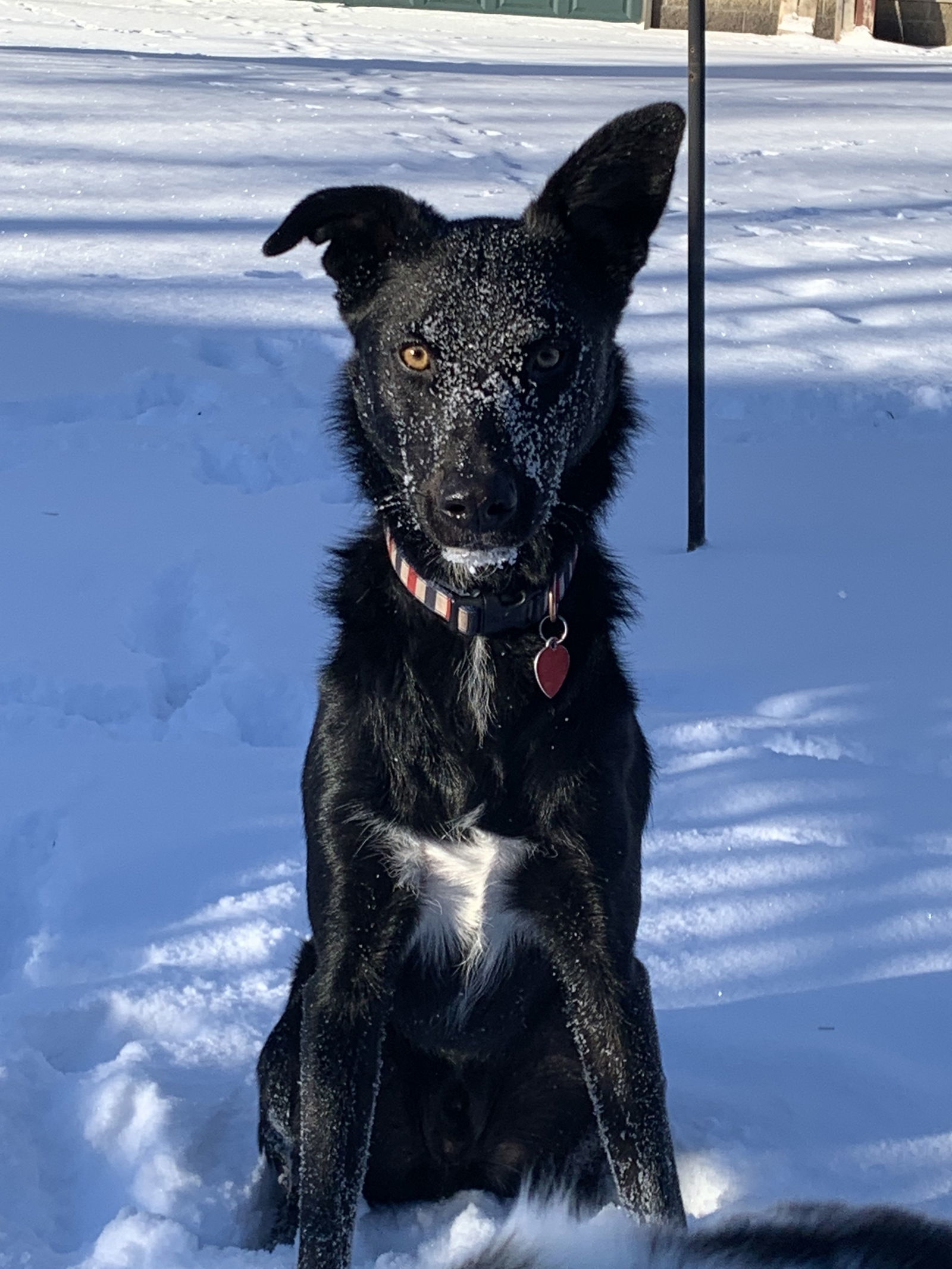 Brock, an adoptable Australian Shepherd in Minneapolis, MN, 55429 | Photo Image 1