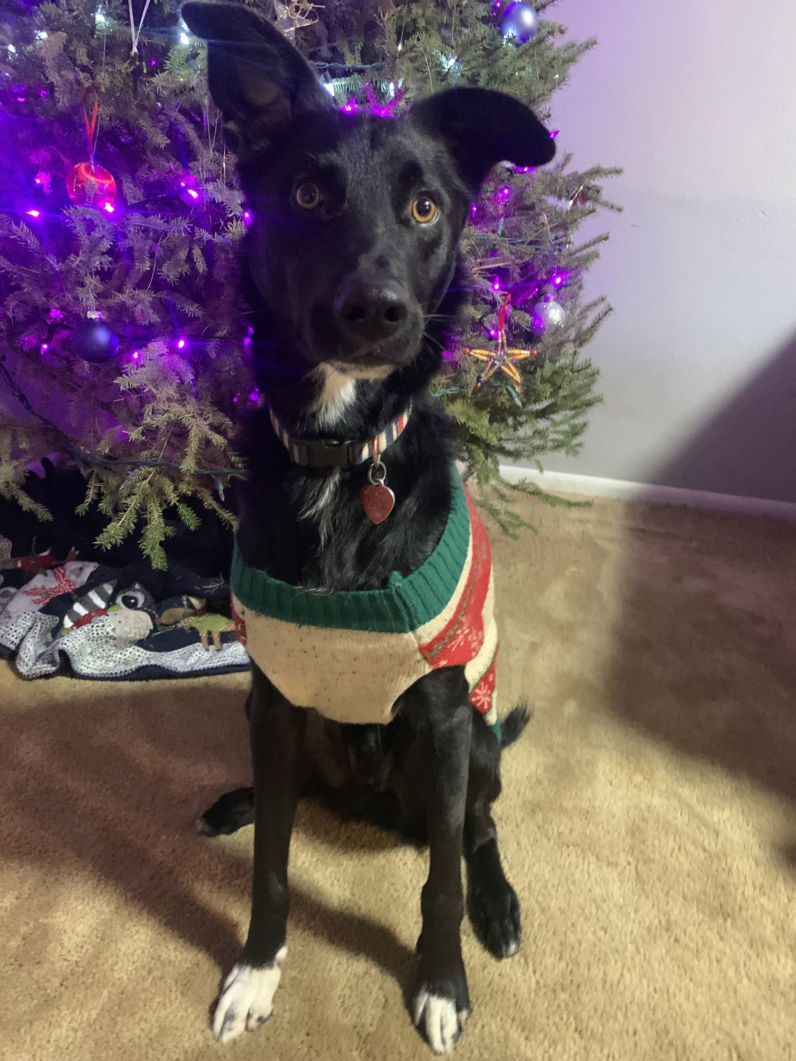 Brock, an adoptable Australian Shepherd in Minneapolis, MN, 55429 | Photo Image 2