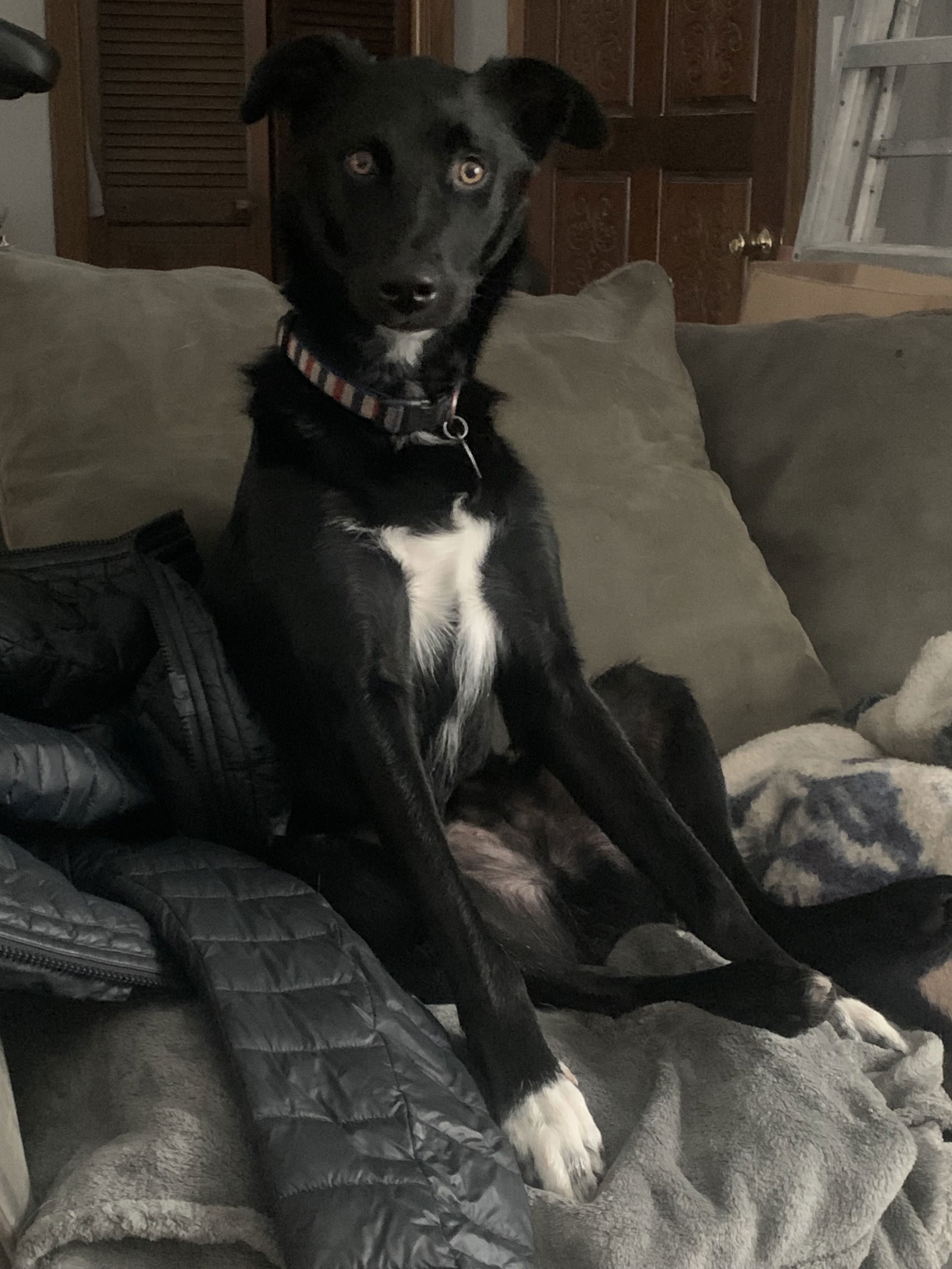 Brock, an adoptable Australian Shepherd in Minneapolis, MN, 55429 | Photo Image 3