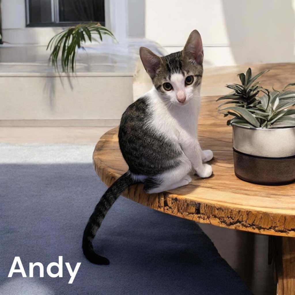 Andy