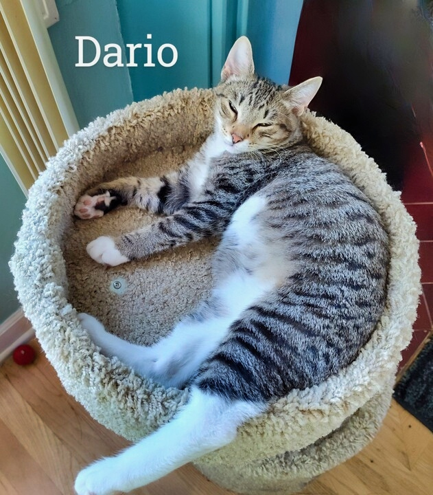 Dario