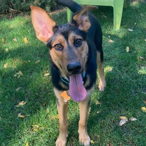 Bruce, an adoptable German Shepherd Dog, Mixed Breed in Bend, OR, 97702 | Photo Image 1