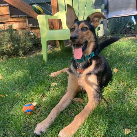 Bruce, an adoptable German Shepherd Dog, Mixed Breed in Bend, OR, 97702 | Photo Image 3