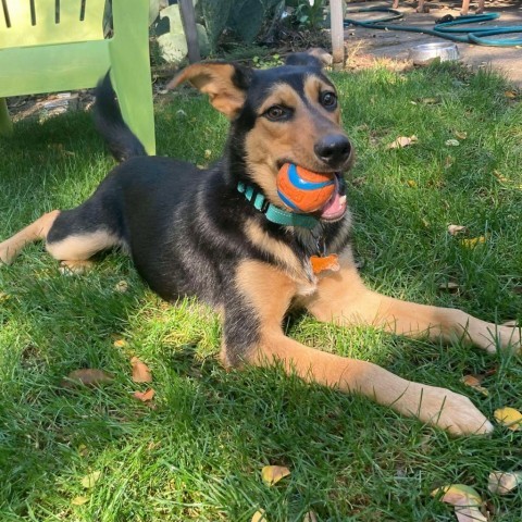 Bruce, an adoptable German Shepherd Dog, Mixed Breed in Bend, OR, 97702 | Photo Image 4