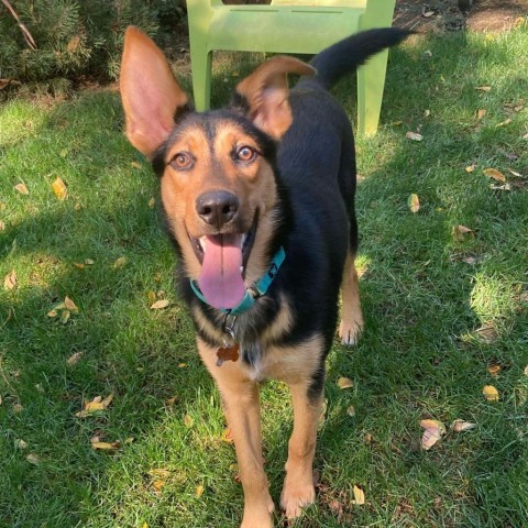 Bruce, an adoptable German Shepherd Dog, Mixed Breed in Bend, OR, 97702 | Photo Image 5