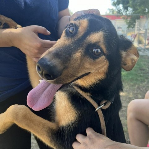 Bruce, an adoptable German Shepherd Dog, Mixed Breed in Bend, OR, 97702 | Photo Image 6