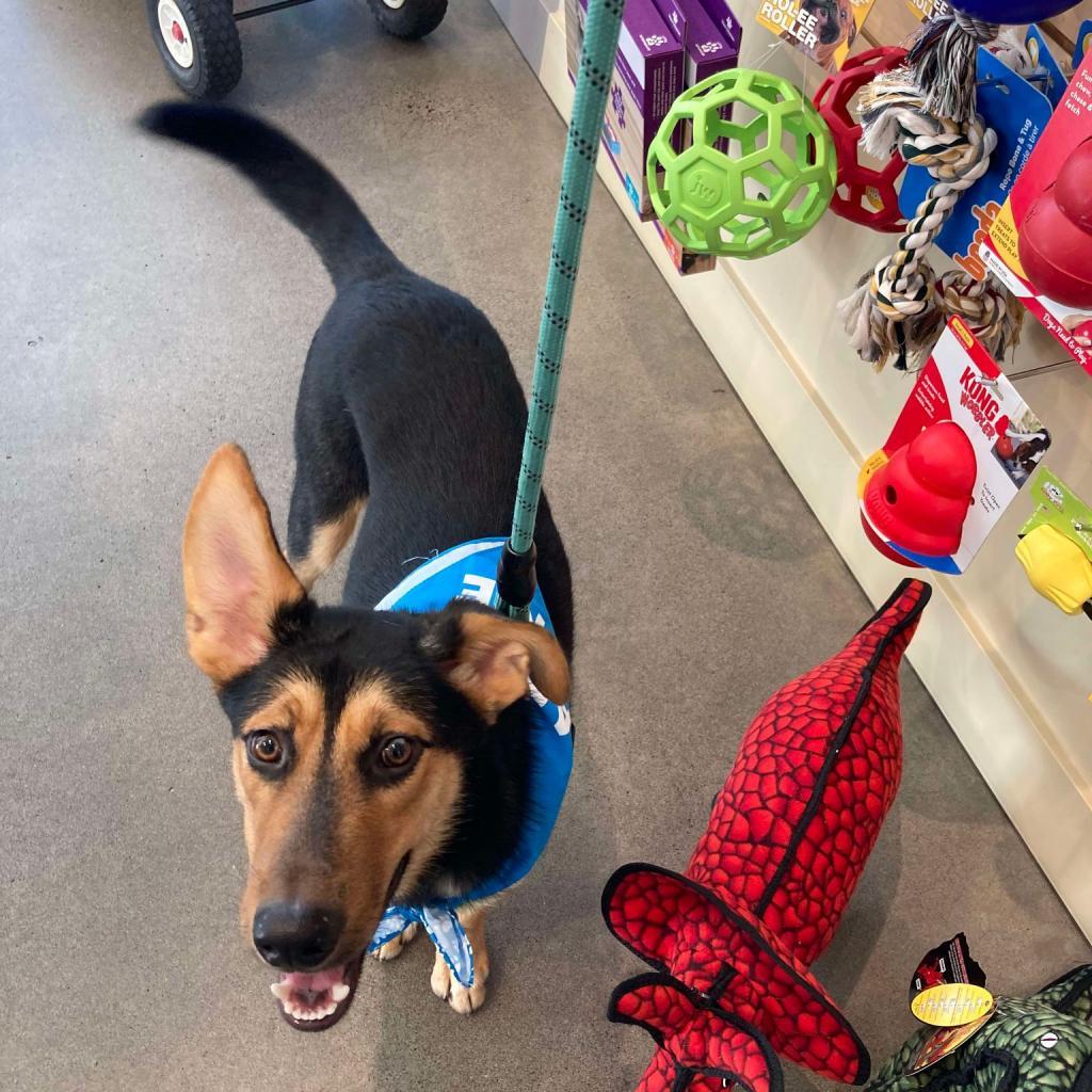 Bruce, an adoptable German Shepherd Dog, Mixed Breed in Bend, OR, 97702 | Photo Image 6