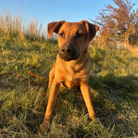 Jessie, an adoptable Shepherd, Mixed Breed in Bend, OR, 97702 | Photo Image 1