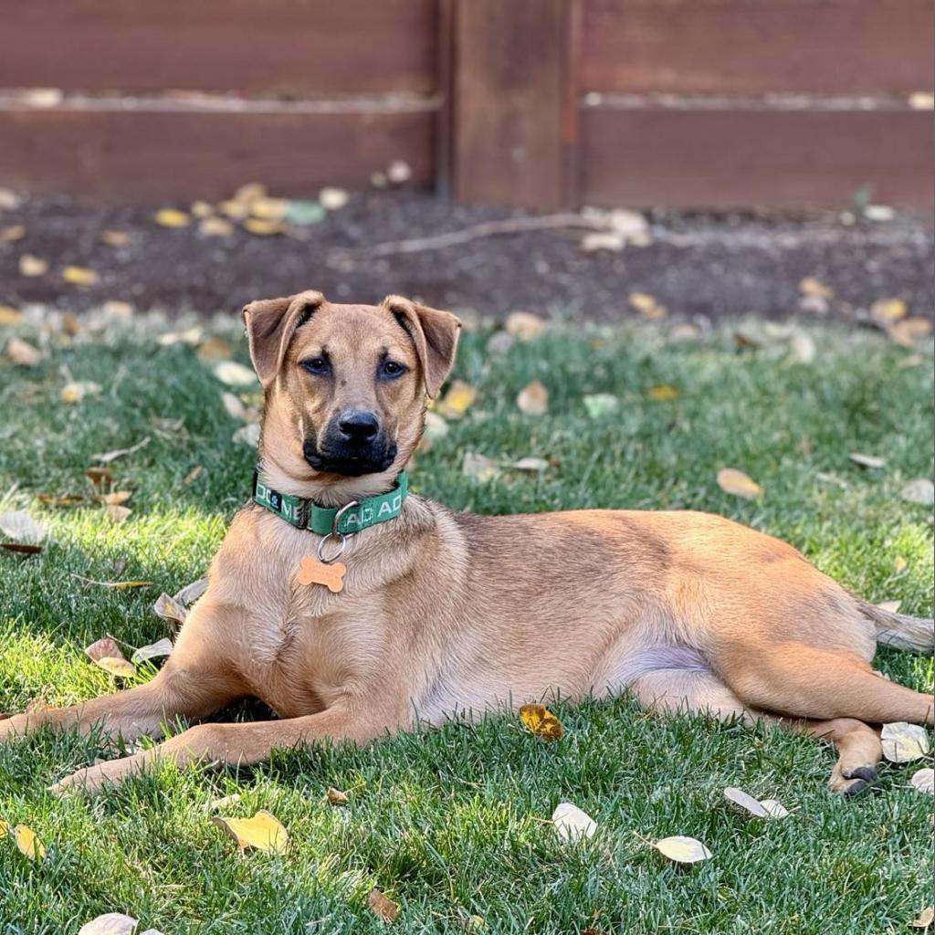 Jessie, an adoptable Shepherd, Mixed Breed in Bend, OR, 97702 | Photo Image 1