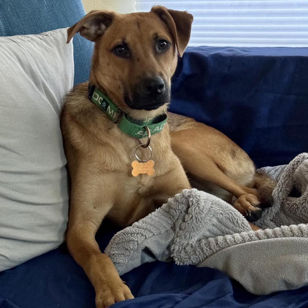 Jessie, an adoptable Shepherd, Mixed Breed in Bend, OR, 97702 | Photo Image 1